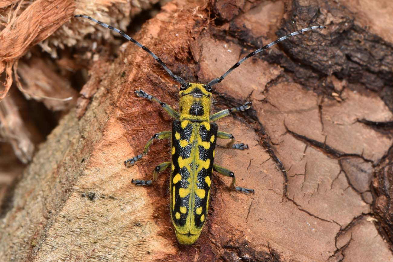 Cerambycidae: Saperda scalaris? S !